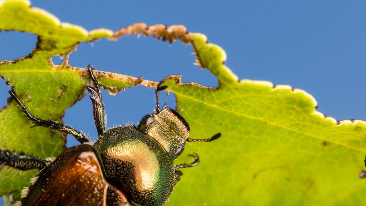 Japanese beetle on leaf