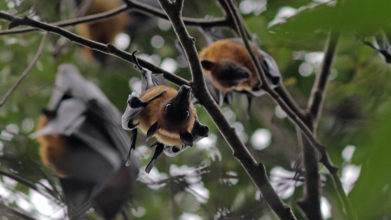 Bats