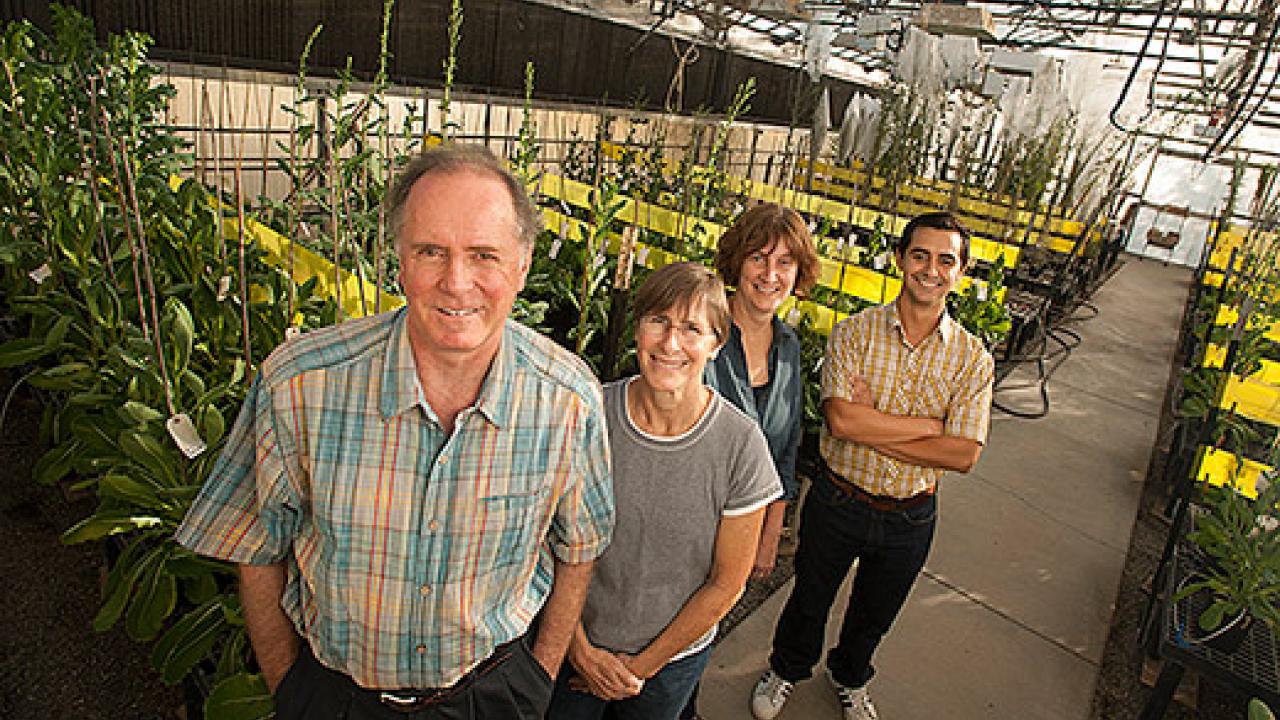 Four people standing in a greenhouse filled with lettuce plants