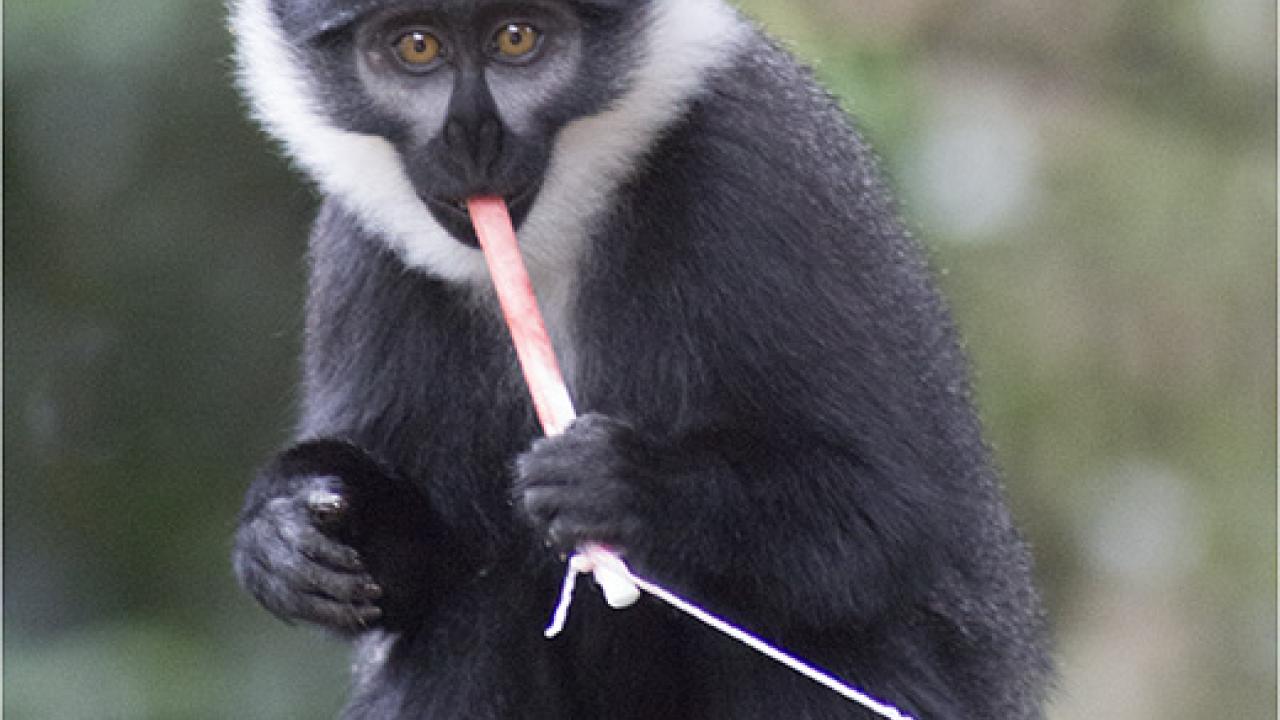 Monkey sucking on a swab rope