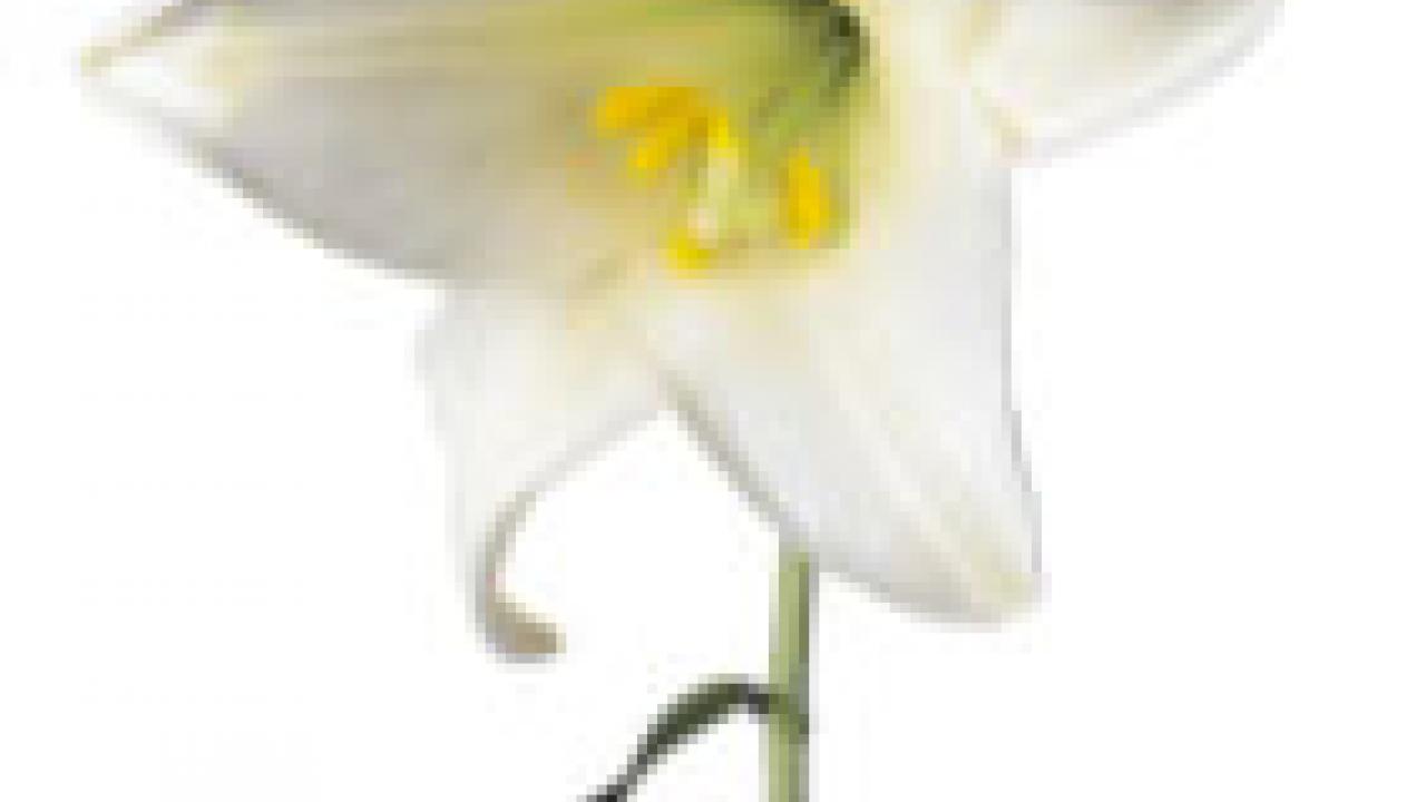 Photo: lily flower