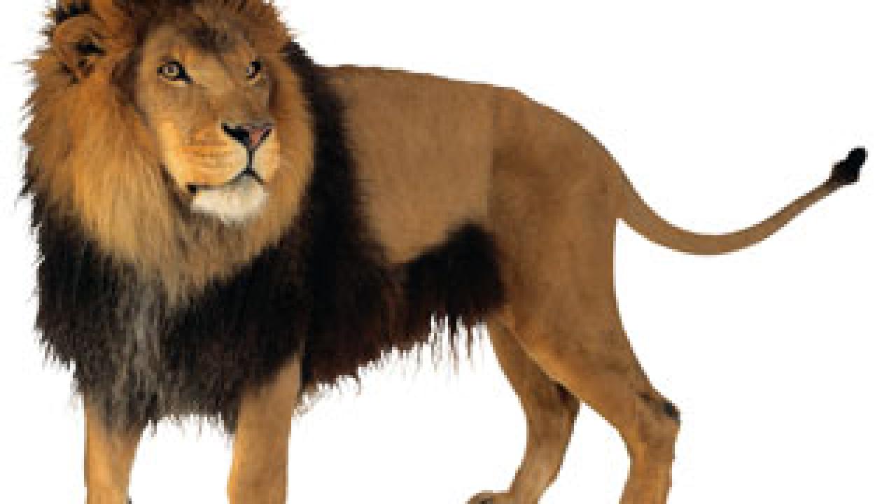 Photo: male lion
