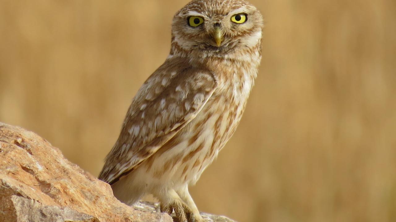 Little owl