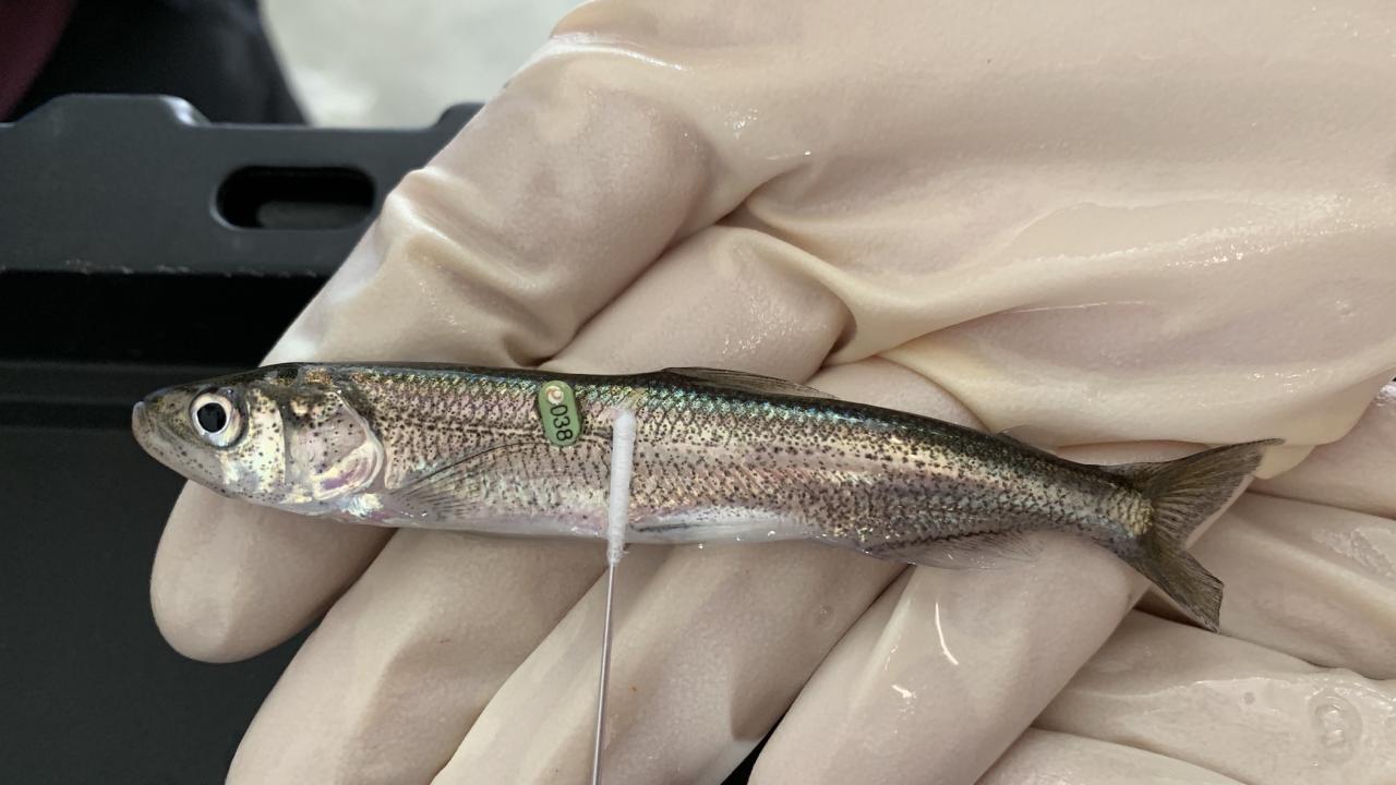 Longin smelt being swabbed in gloved hand of scientist.