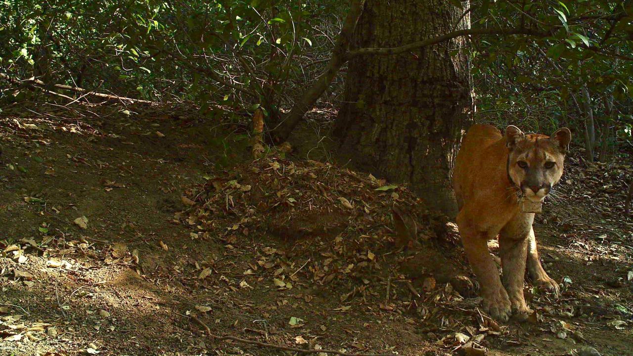 Mountain lion 