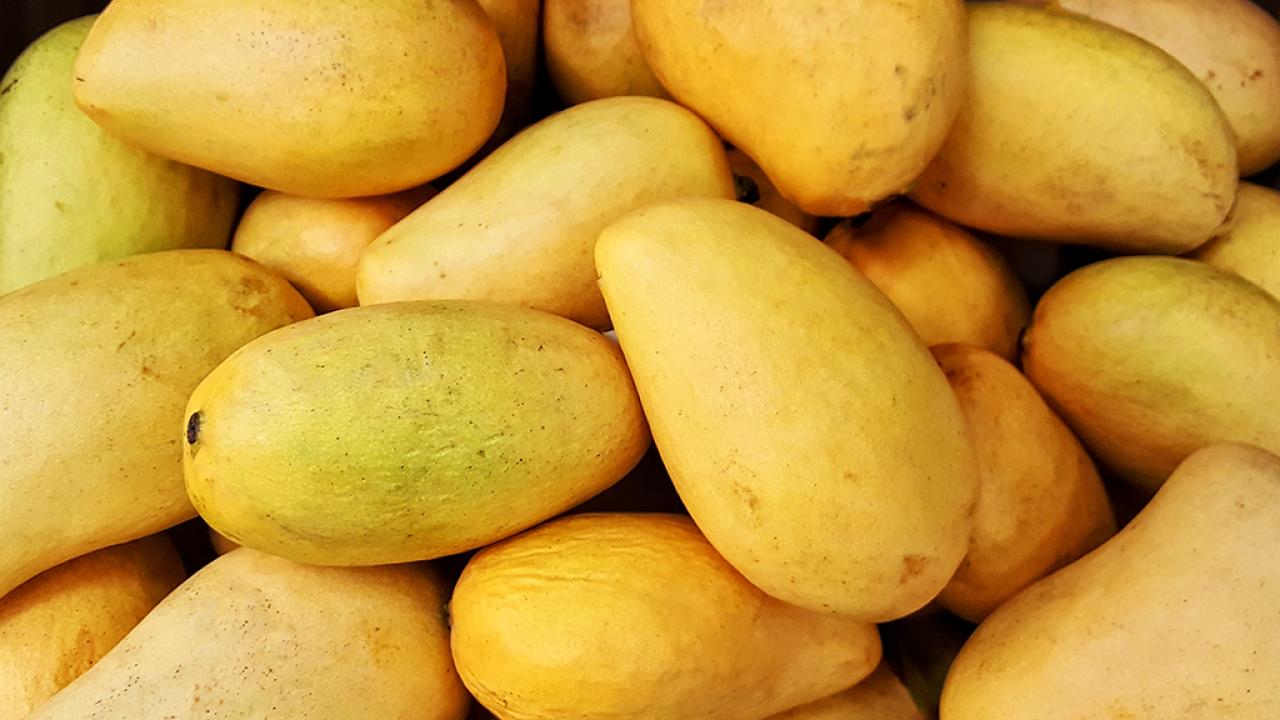 photo of honey mangoes