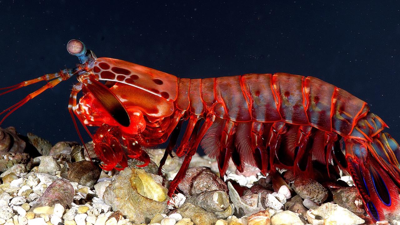mantis shrimp