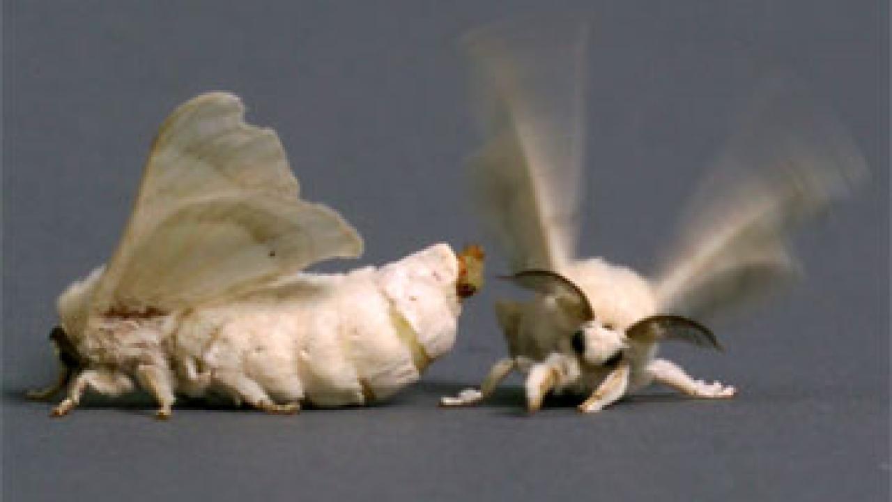 Photo: moth with behind pointed toward another with her wings in motion