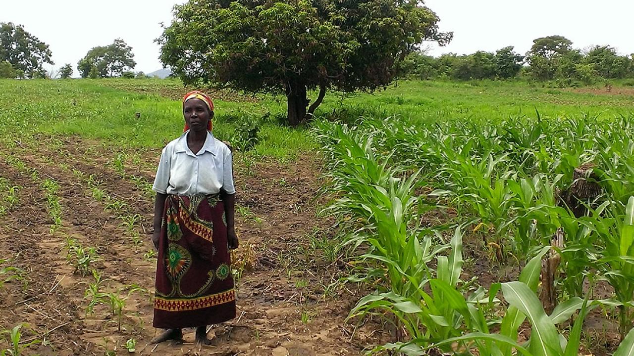 Photo: woman standing in a corn field with low yield on the left and high yield on the right