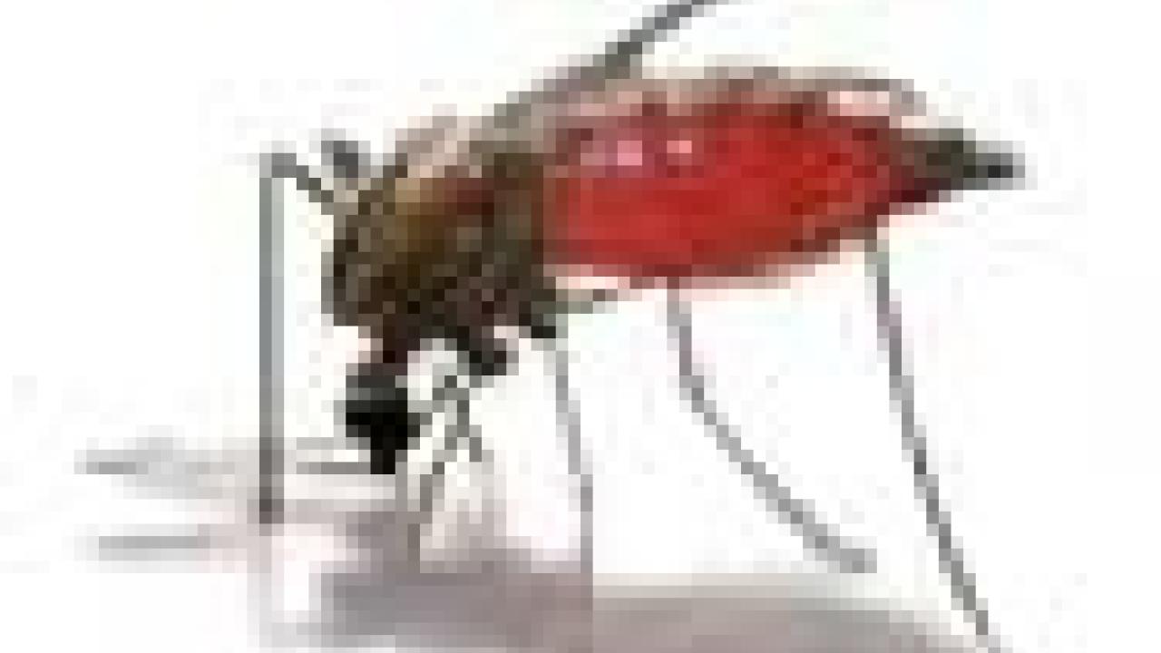 photo: drop out of mosquito