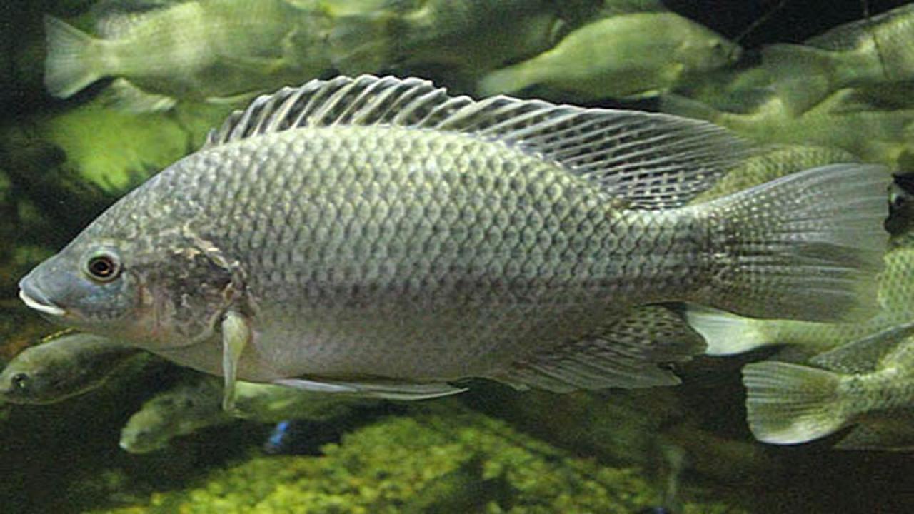 Closeup of fish swimming with other fish in background