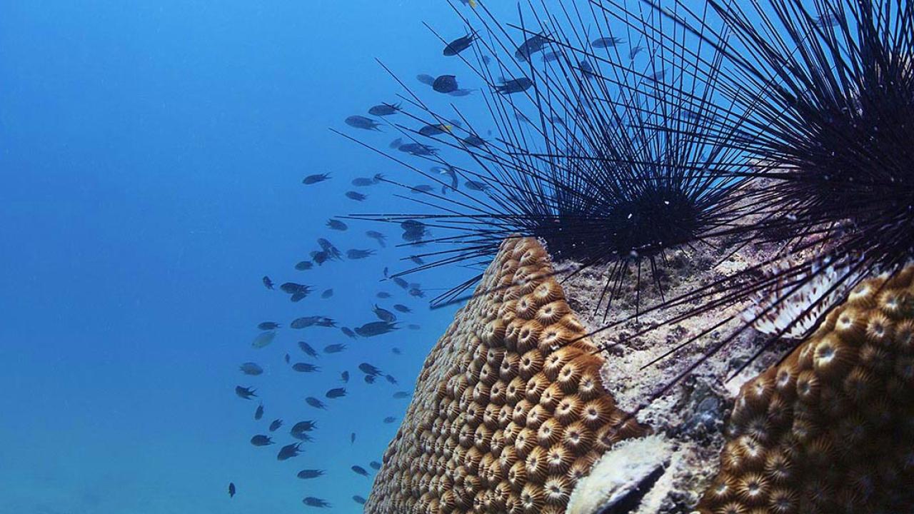 Ocean bottom scene with a rock with sea urchins and fish swiming by