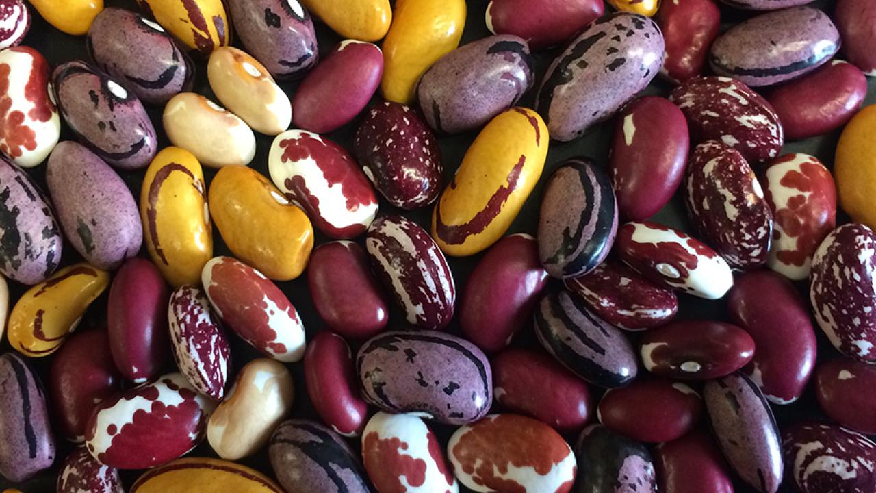 Photo of organic beans