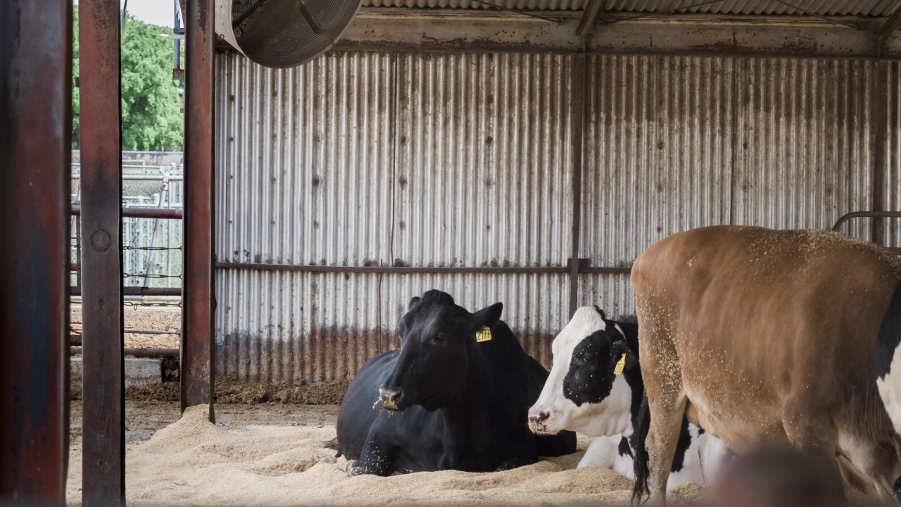 Cows cool off