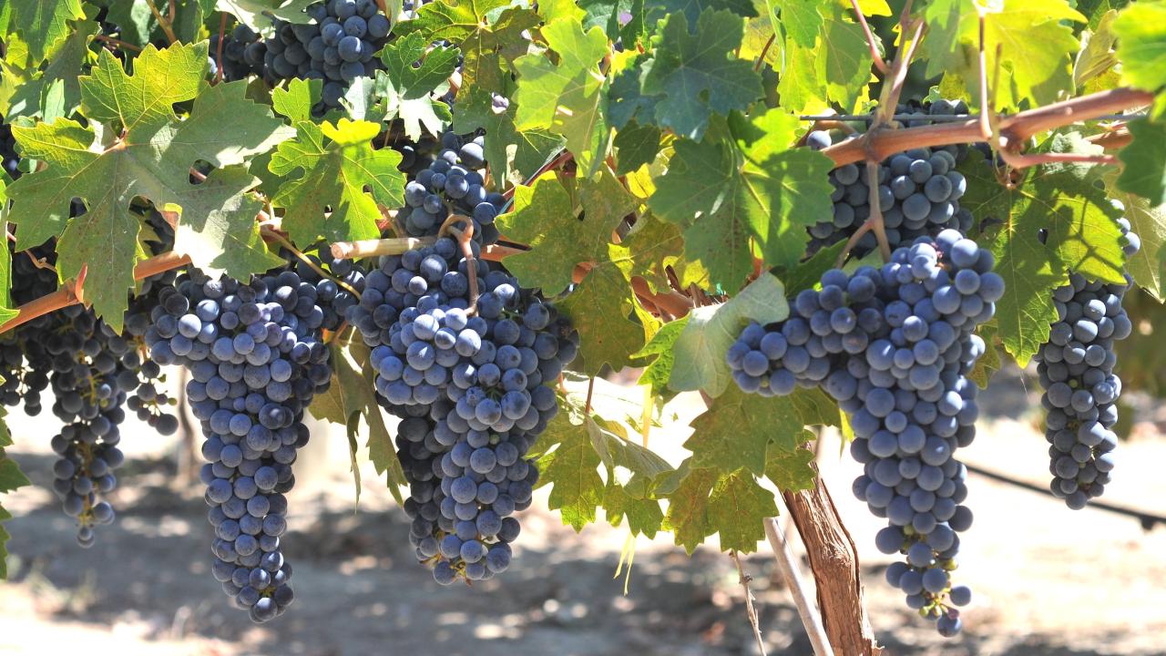 wine grapes