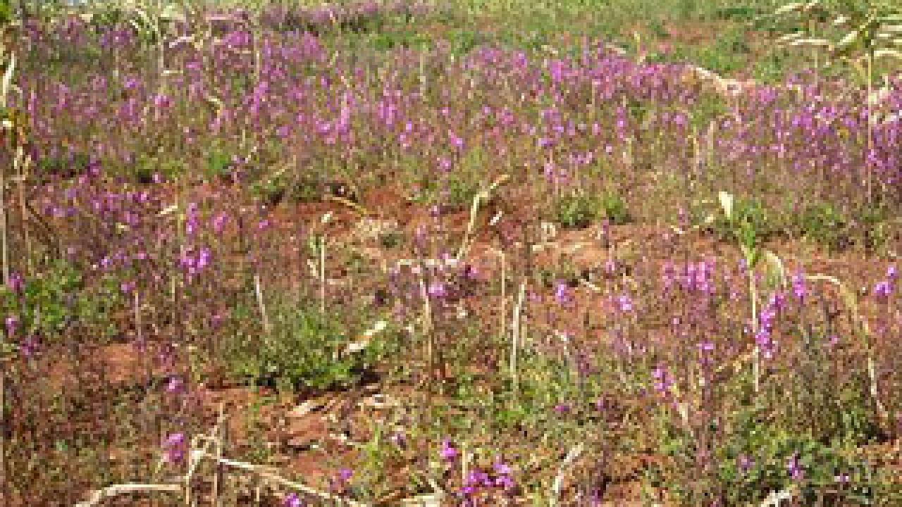 Field of drooping purple plants