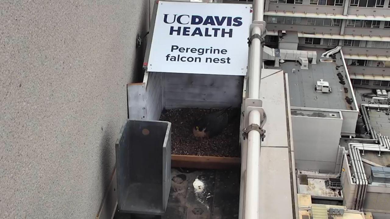 Photo showing bird nest with sign above reading "UC Davis Health peregrine falcon nest"