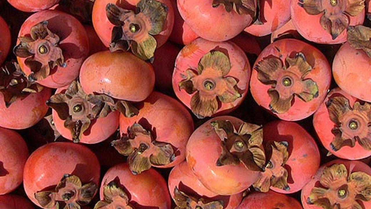 Persimmons in a row
