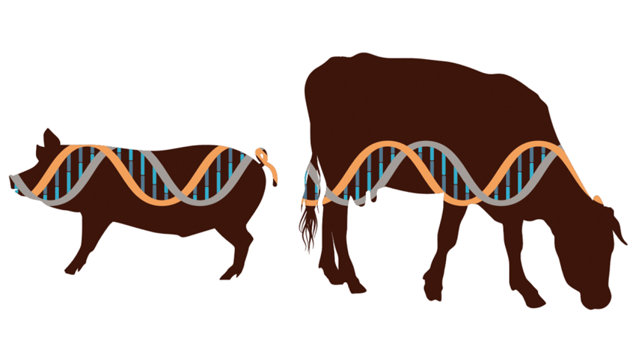 pig and cow illustration