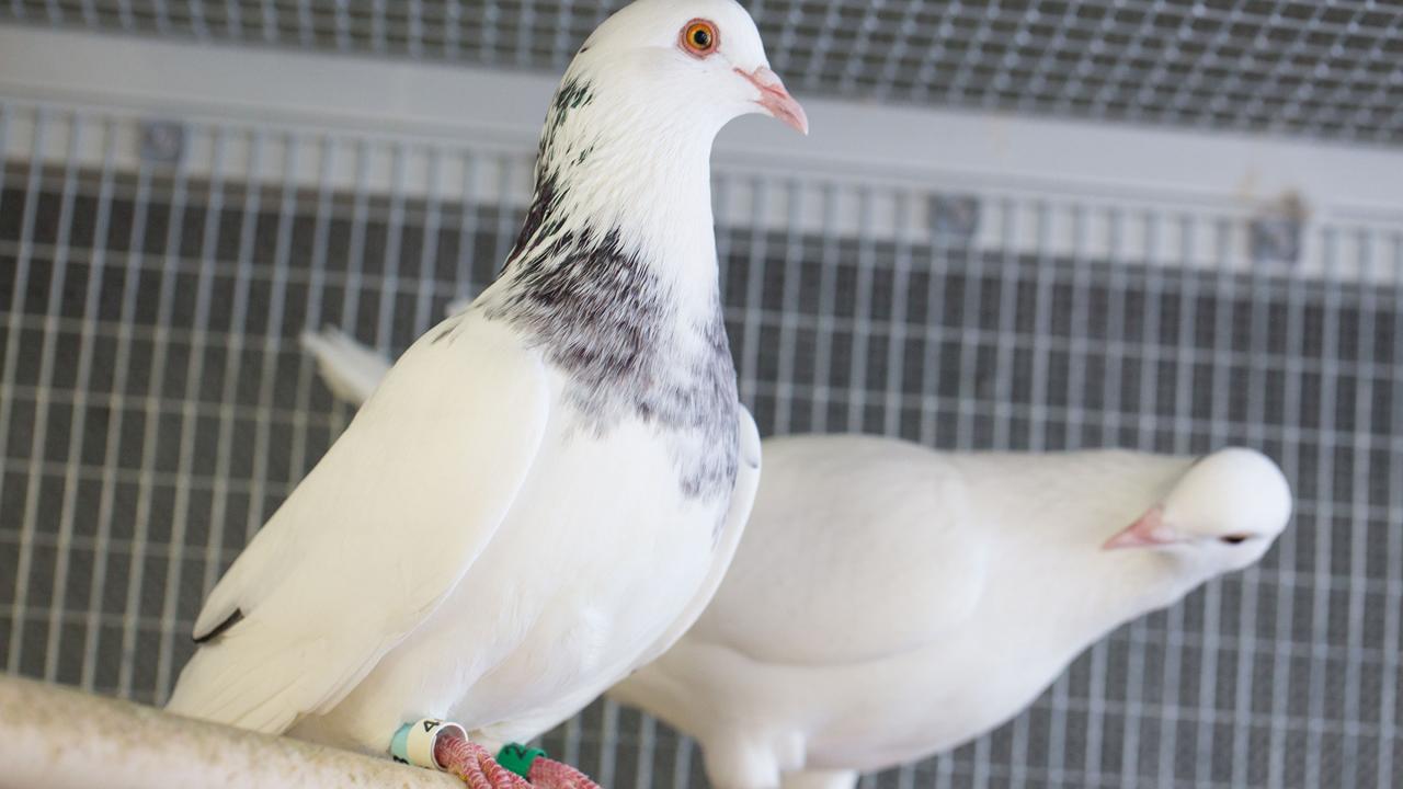 Pigeons