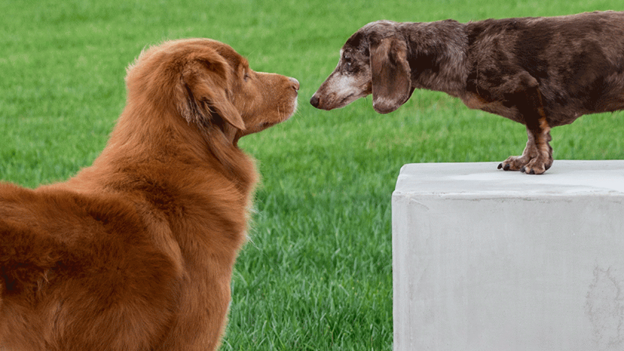 Two dogs touch noses