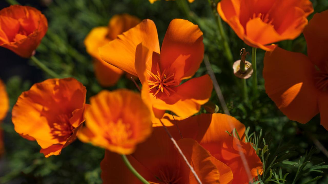 California golden poppies, on campus