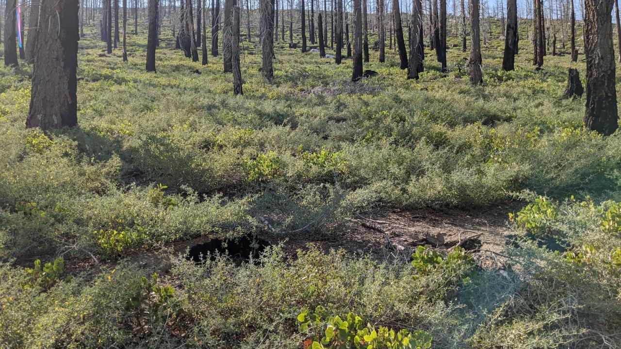 Carpet of vegetation in a stand of trees burned by wildfire in the Sierra Nevada mountains of California. 