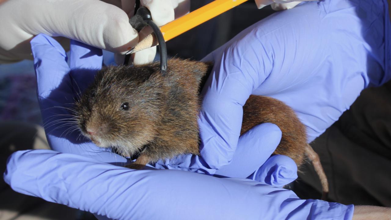 Amargosa vole