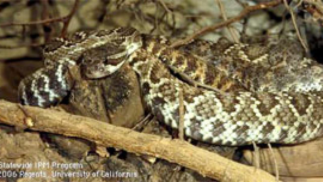 photo: rattlesnake