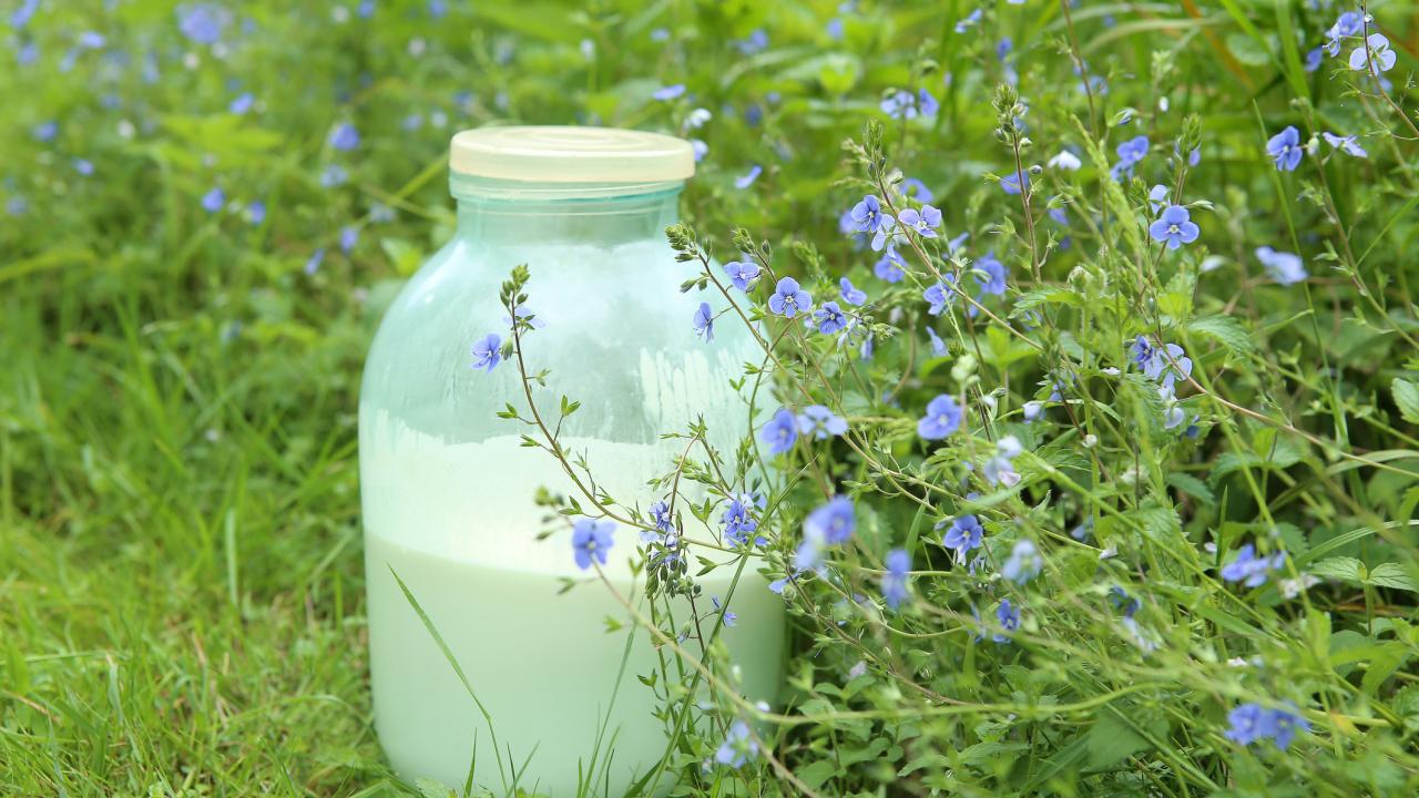 milk in jar