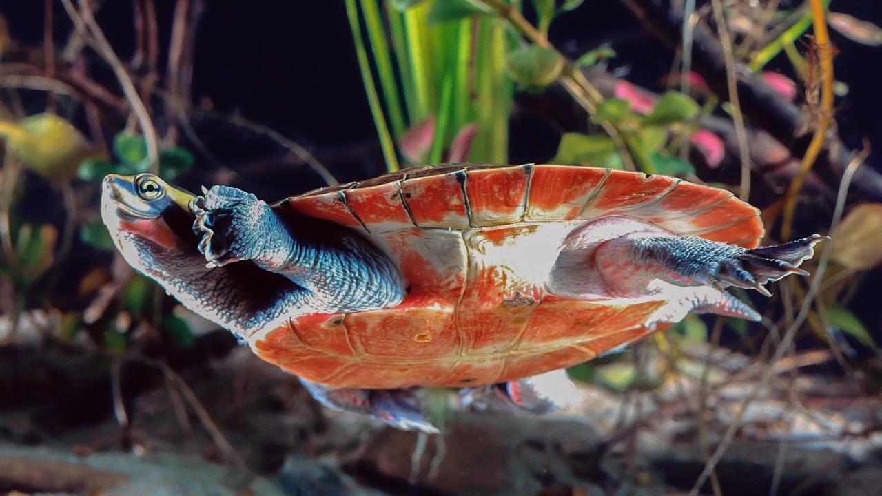 Red-bellied short-necked turtle