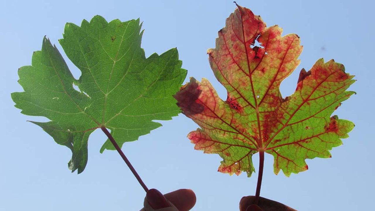 grape leaves