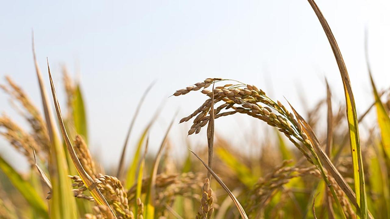 Rice stalks filled with grain