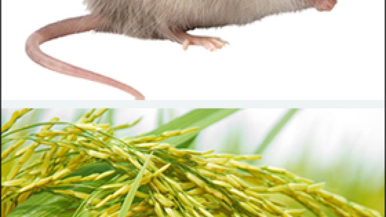 Photos: mice and a shaft of rice