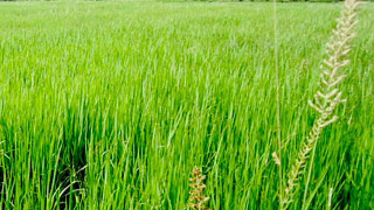 Rice paddy
