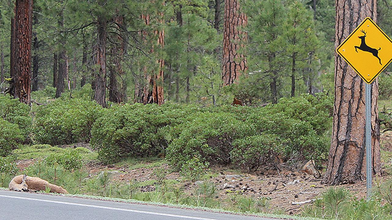 Dead dear lies by road through forest while a yellow signing warning of deer stands just a few yards away