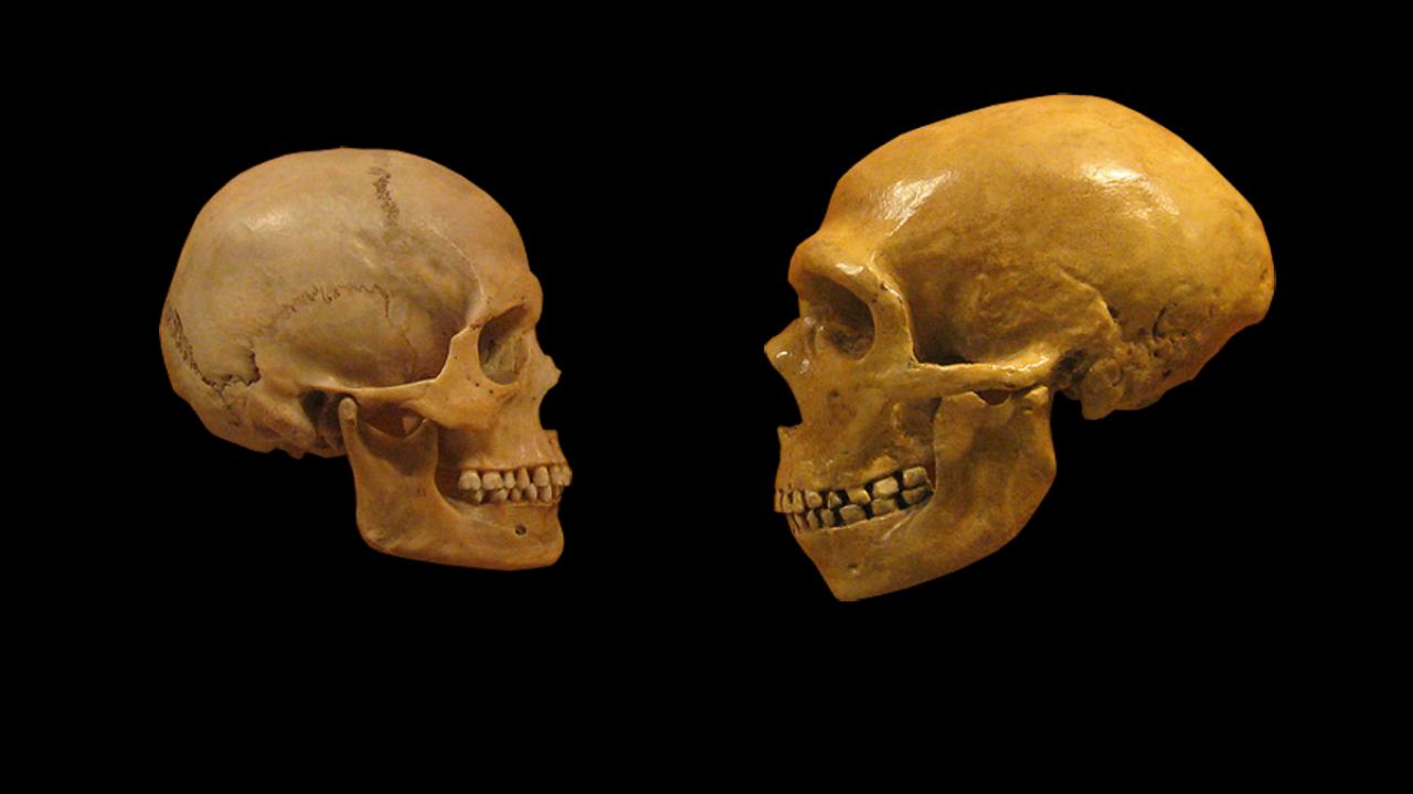 Human and Neanderthal skulls