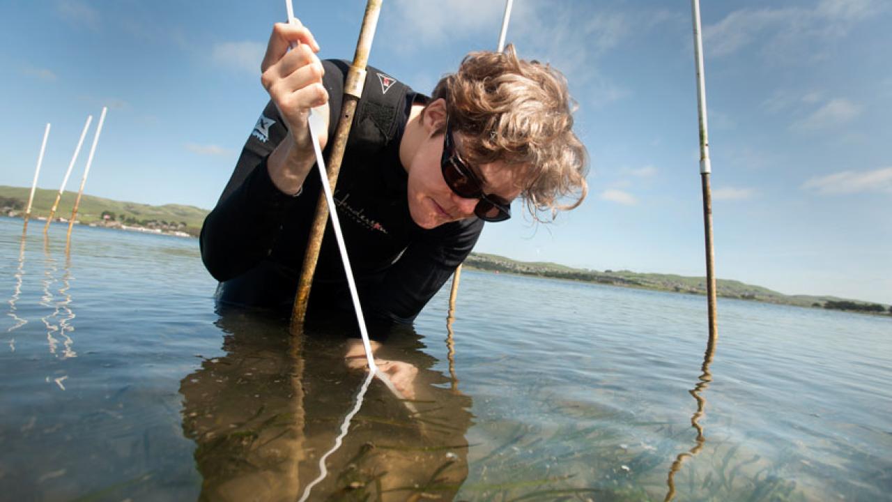 Photo: Nicole Kollars inspects a plot of seagrass at Bodega Bay.