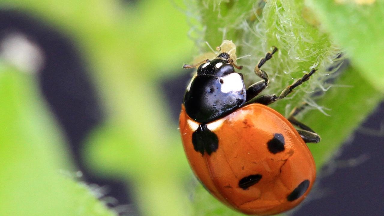 ladybug eating aphids