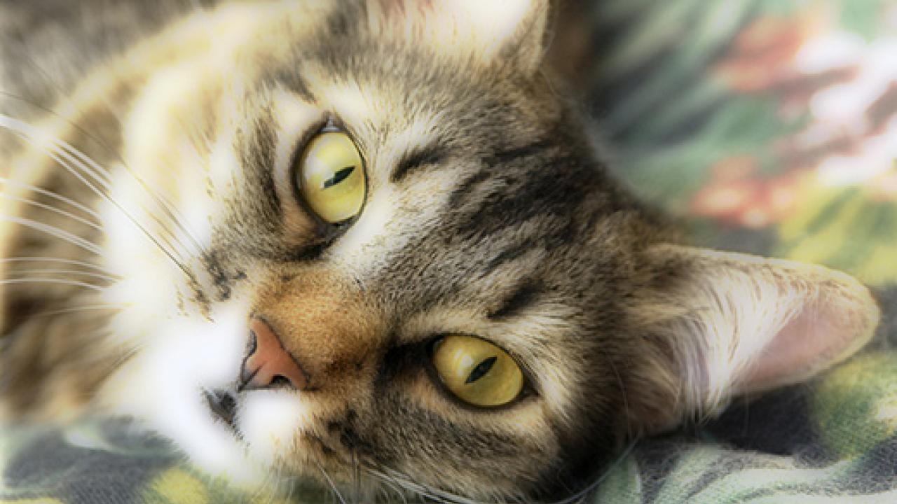 Cat's face close up