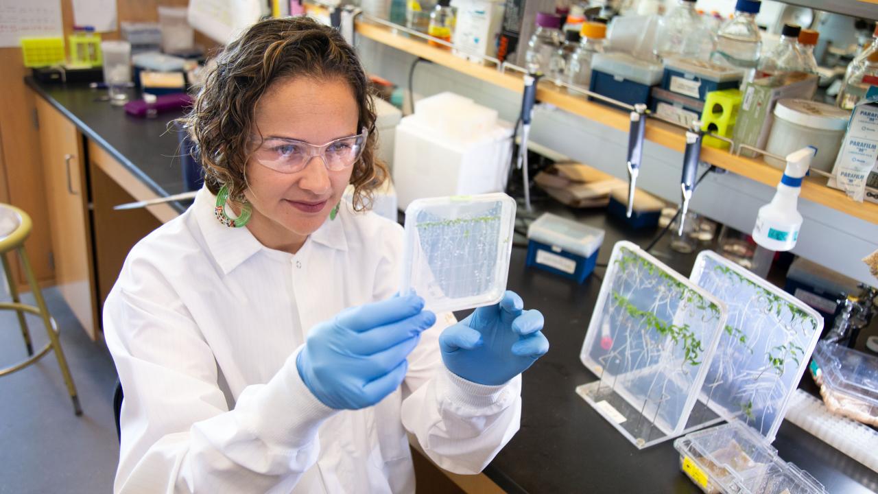 Scientist looks at plant roots