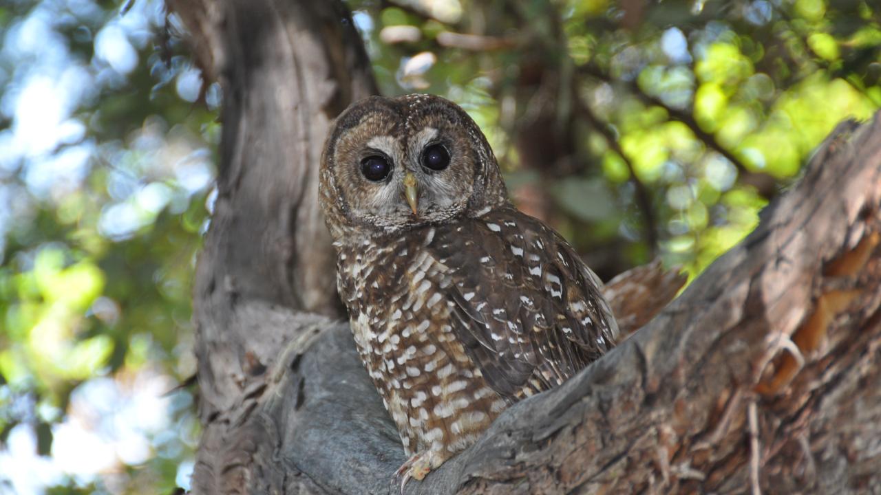 northern spotted owl