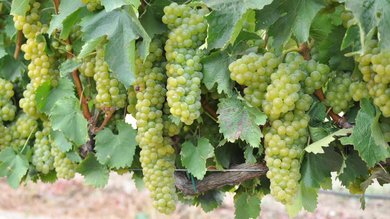 Grapevines in teaching vineyard