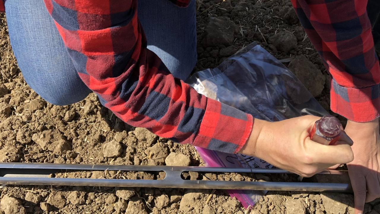 soil sampling at Russell Ranch