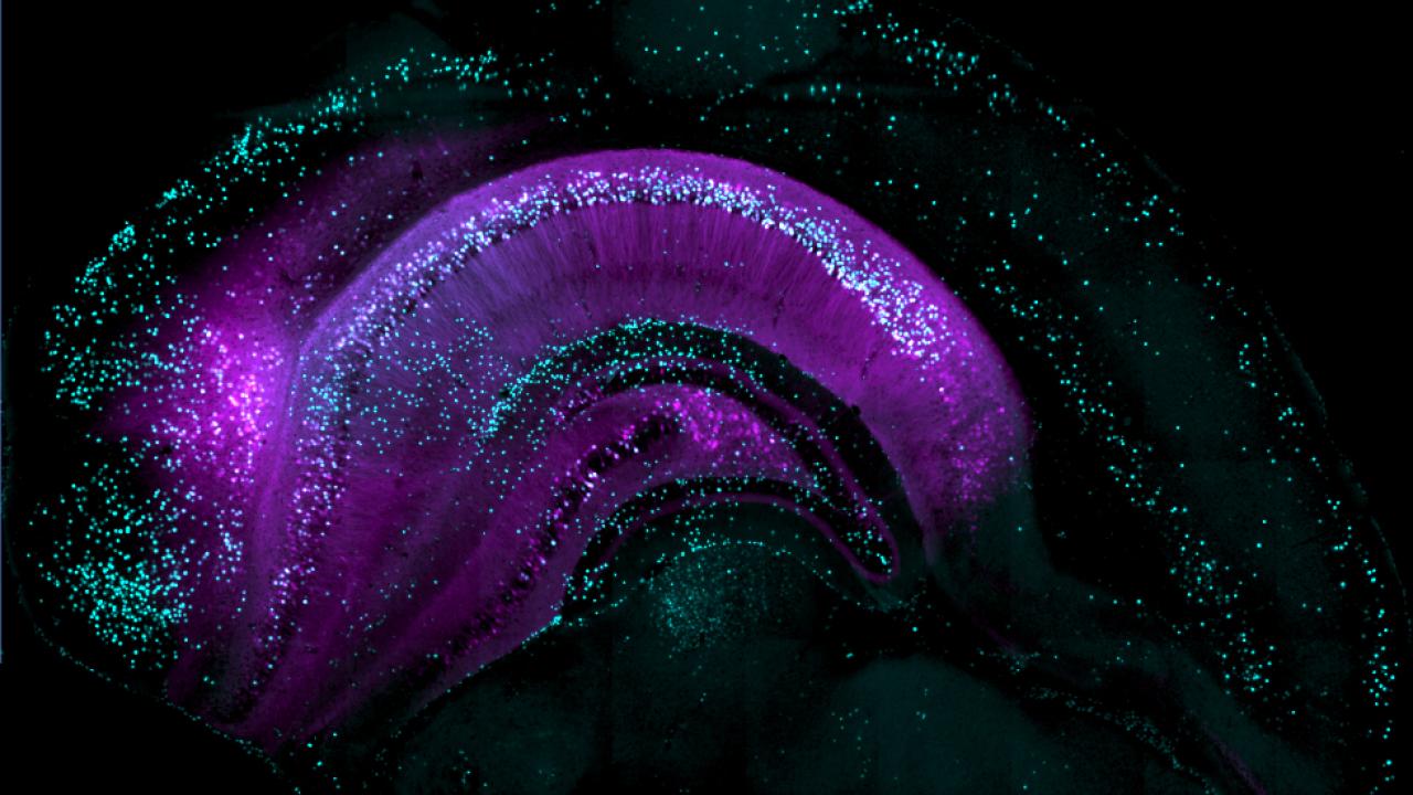 Mouse brain cells