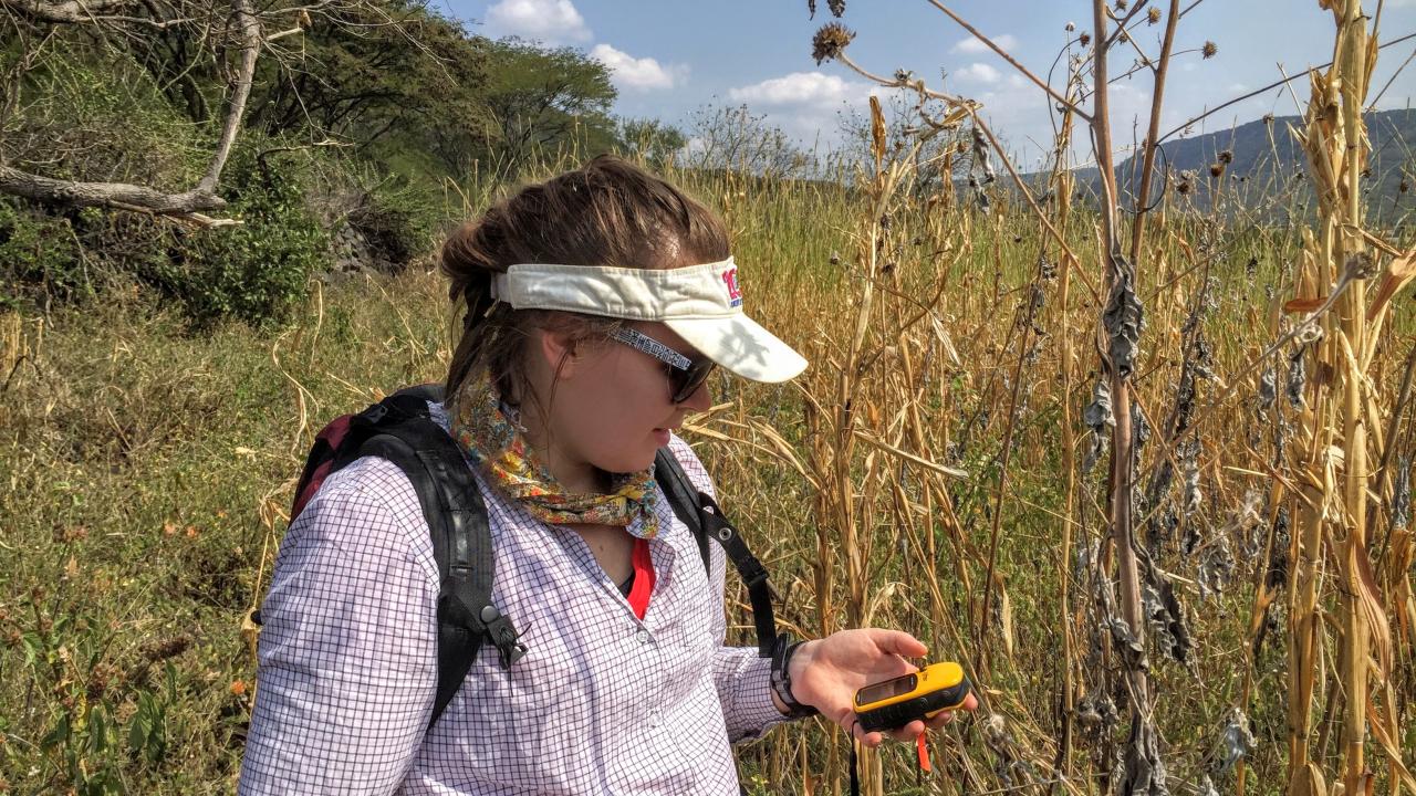 Scientist in maize field