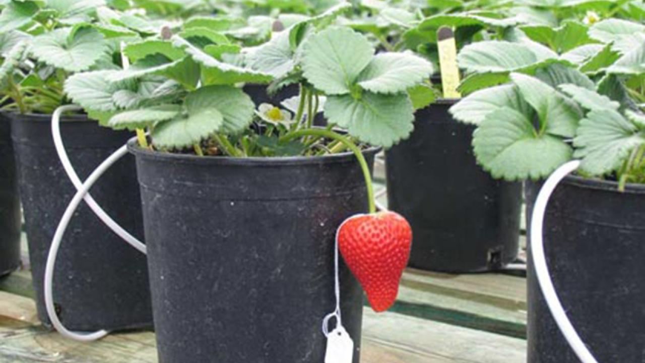 A single red strawberry, with white tag, hangs from a green-leafed strawberry plant that is planted in a black plastic pot.