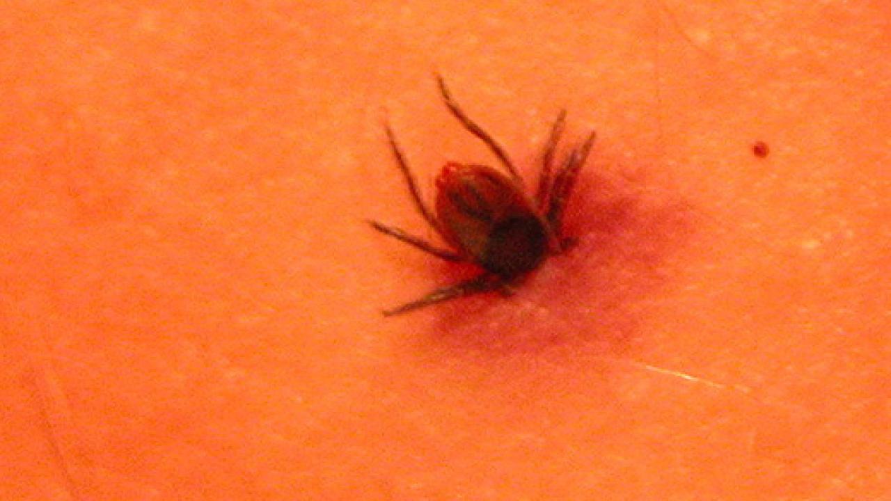 Photo: tick burrowing into human skin