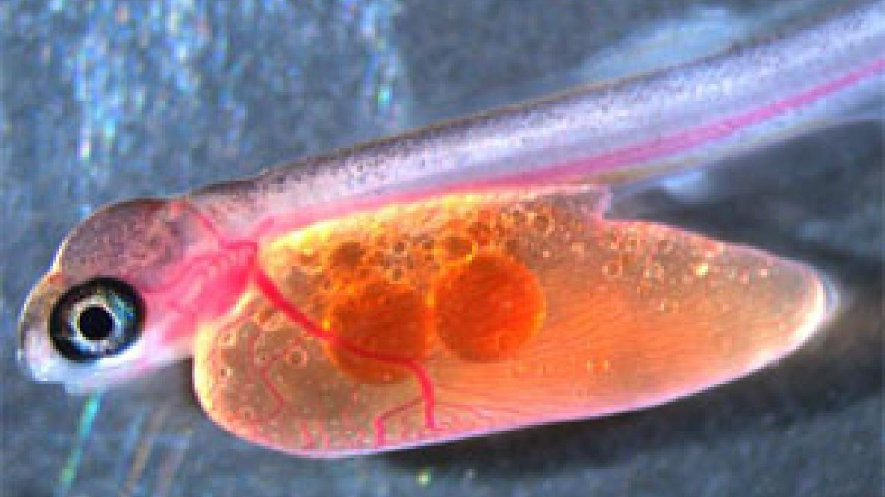 photo: trout hatchling
