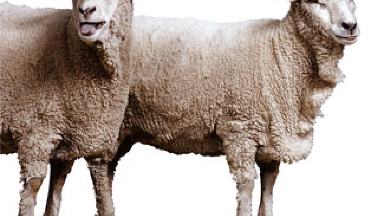 Photo: two sheep